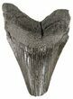 Bargain, Juvenile Megalodon Tooth - South Carolina #54129-1